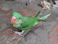 fresh raw brids available - Bast Quality