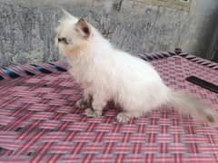 peke face 9 month old male