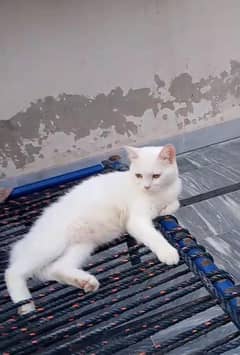 two Persian cats female for sale both 6 ,6months age