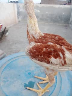 Aseel hen