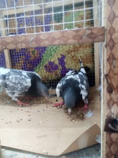 high flyer pigeon