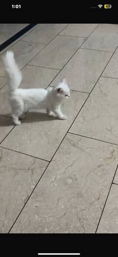 Persian cute cat WhatsApp number 03275252089