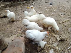 white bantam