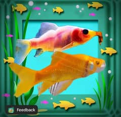 Shipping king fish