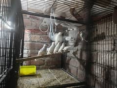 for sale