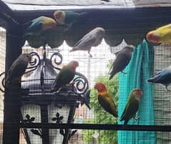 love birds pair