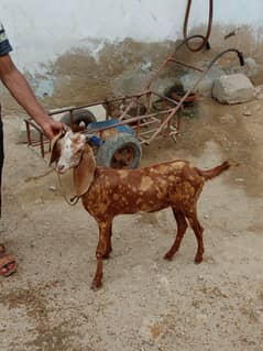 gar ki bakri . 0.3. 1.4. 1.2. 63.1. 6