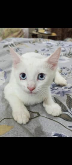 Snow pure white Persian Double Coated kitten