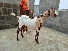 Female Goat
