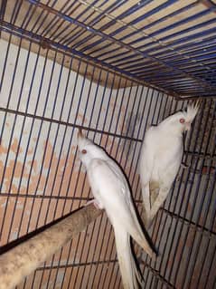 Eno cocktails / Albinos/ Hogoromos