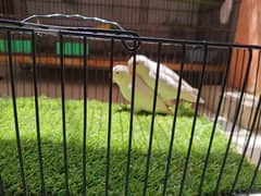Albinos/ Hogoromos