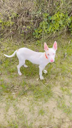 Kohati Gultair male puppy available for sale