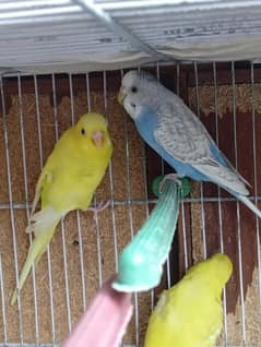 Budgies pair