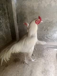Heera male sirf