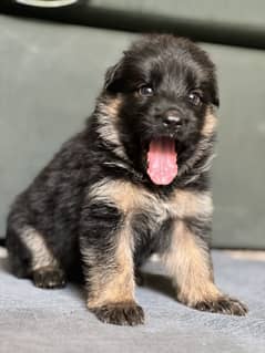 Non Petgree German Shepherd Puppies For Sale