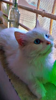Persian Cat