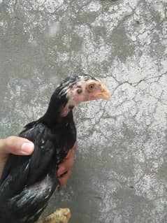 Aseel chicks