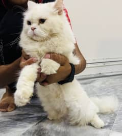 Adorable