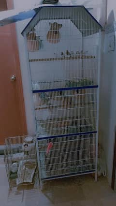 Australian parrot  fringes  dove 