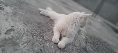 Persian