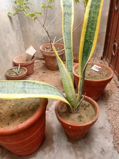 SNAKE PLANT