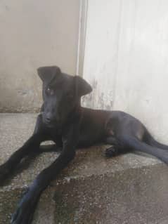 pointer lab