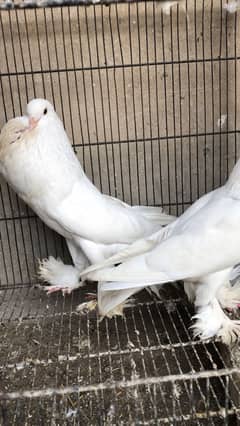 White gubara pair