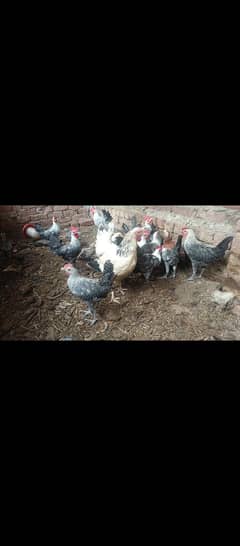 pure fayoumi misri. . .