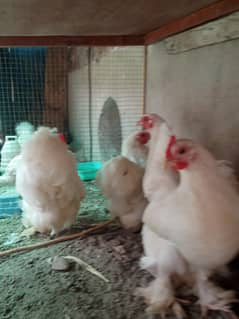 3 female 1 male