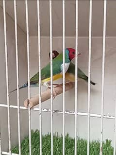 Lady Gouldian Finches