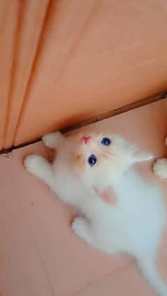 Persian kittens white with blue eyes