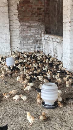 golden misri chicks