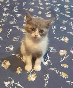 patient kitten