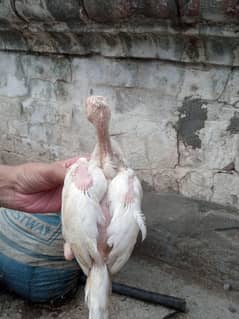 Pure Aseel chicken for sale 30+