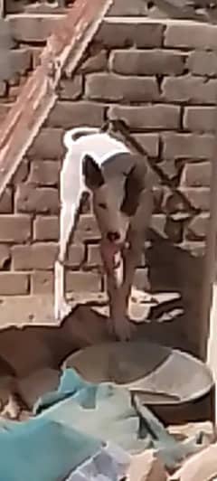 gultair female age 5 months