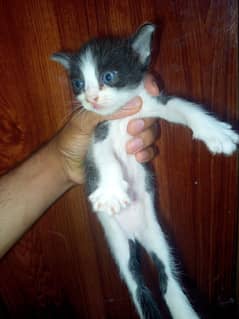 cat kids