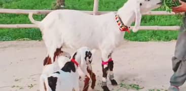 3 Bacchon Ka Sath Desi Bakri For Sale Call _+03226643435