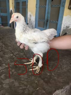 Bharama chicks or desi chicks available for sale