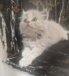 persian