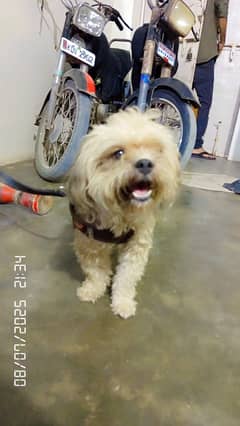 Urgent sale , very playful very understanding boy