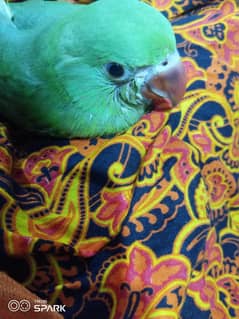 Green Parrot Available