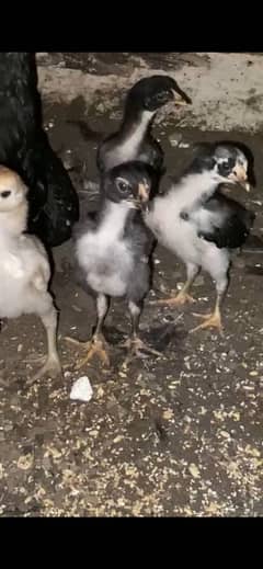 Aseel chiks