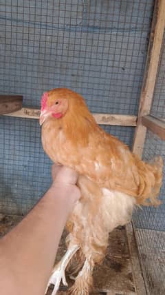 Golden buff chicks (03207858636)