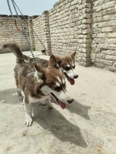 male Orr female bhot  achey dogs ha 3 mhonts age ha