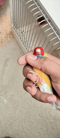 Top quality lady Gouldiun for sell