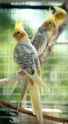 cocktail pair