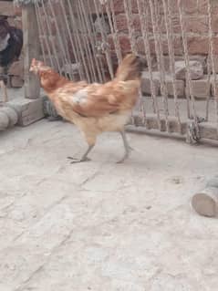 Egg