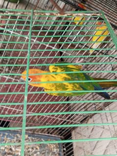 sun conure
