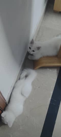 Persian cats kitten pair