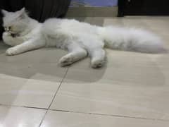 Persian Kitten Long Coat